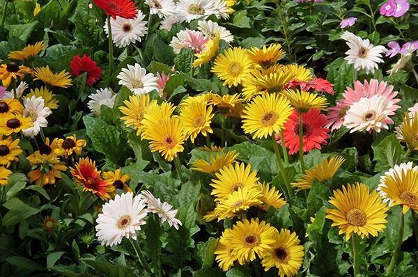 cultivo de gerbera de diferentes variedades.