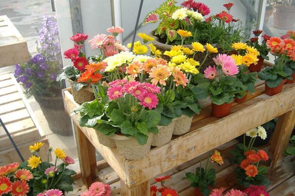 gerbera en invernadero