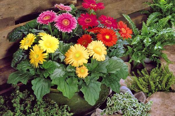 gerbera dans un pot dans le jardin