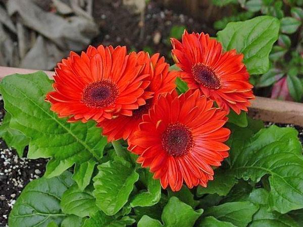 le gerbera fleurit dans un parterre de fleurs