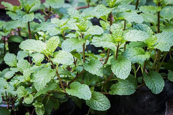 albahaca en casas de verano