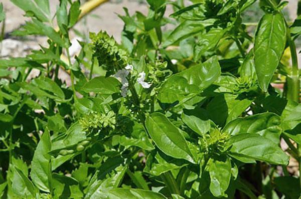 albahaca en forma de cuchara