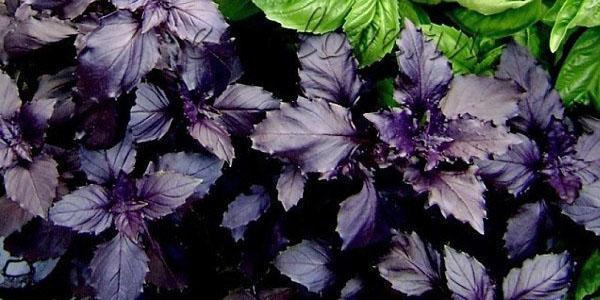 basilic violet