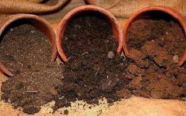 pots de culture de basilic