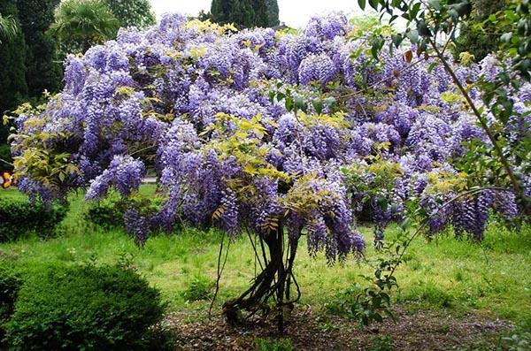 Wisteria en jardines bielorrusos