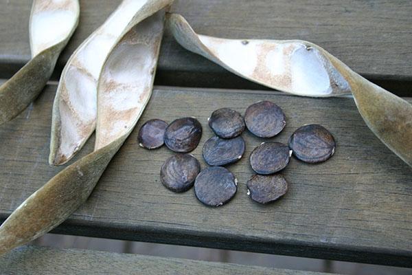 semillas de glicina