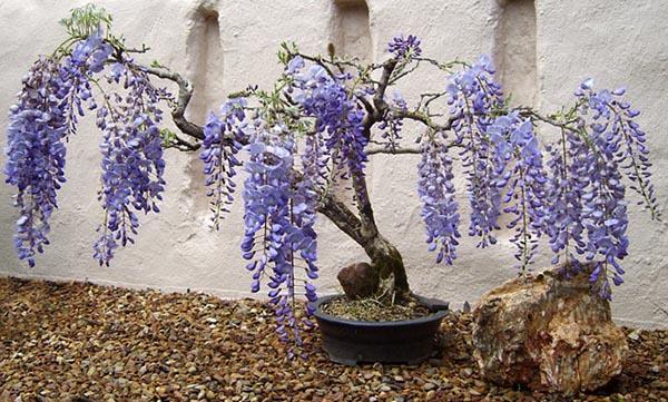 glicina en una olla