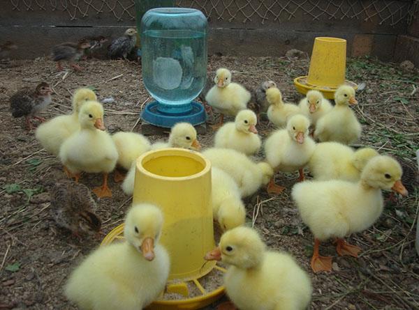 Des abreuvoirs et des mangeoires spéciales sont utilisés pour la bonne tenue des poussins.