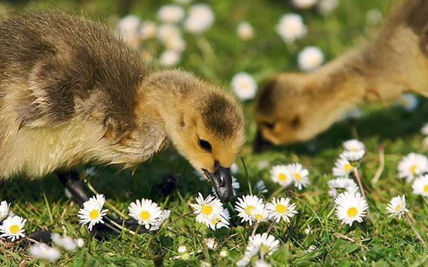 Les enfants grignotent l'herbe