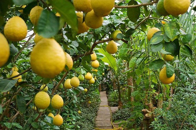 Jubilé de citron