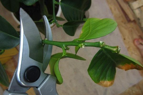 Réaliser la taille du citron