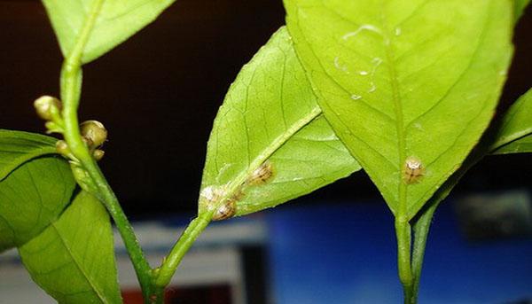 Fourreau sur citron