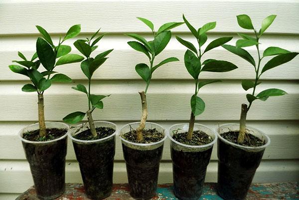 Les plants de citron à partir de boutures