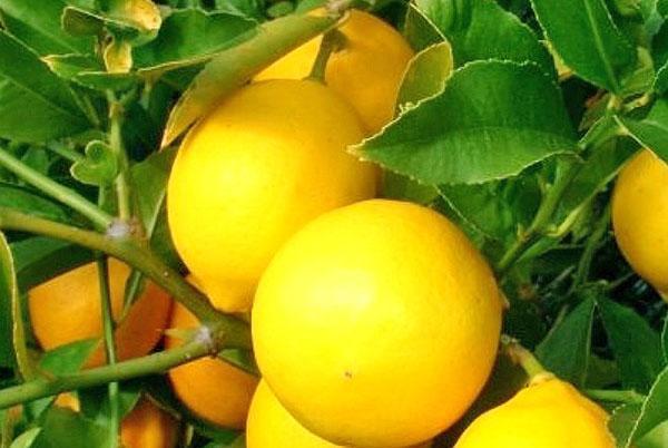 citron de Mayer