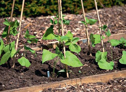 Se eligen camas ligeras para cultivar frijoles.