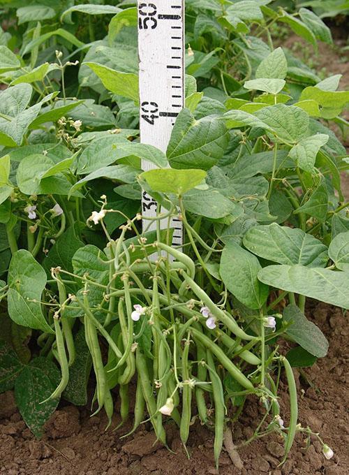 Frijoles espárragos espesos