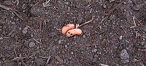 Planter des graines de haricot en pleine terre