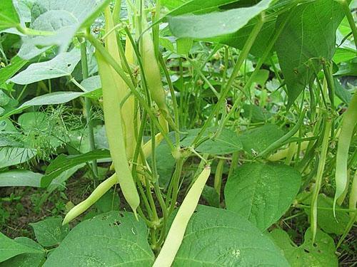 Les haricots d'asperges mûrissent