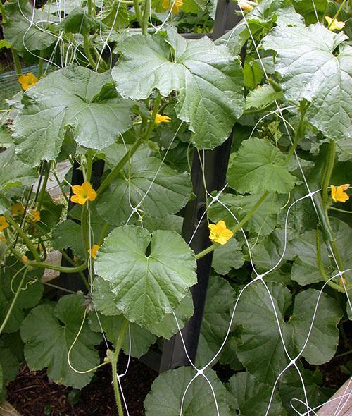 Étirement vertical du melon