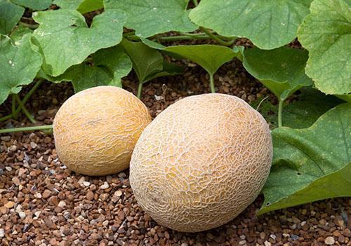 Elegir el lugar correcto es uno de los factores para el éxito del cultivo del melón.