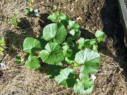 Les melons se développent en plein champ