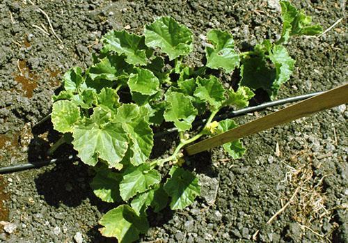 Irrigation goutte à goutte au melon