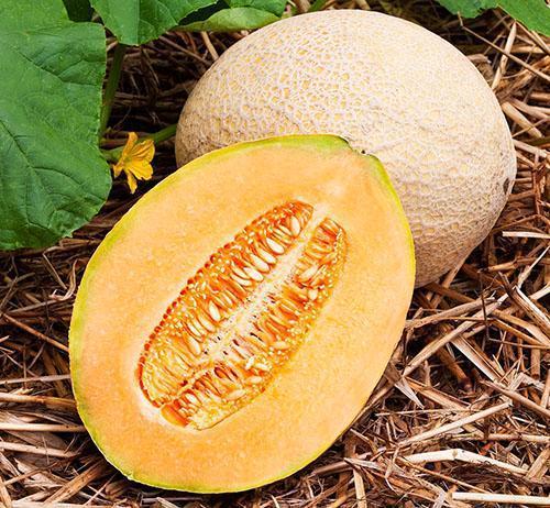 Cultiver des melons dans un jardin ouvert