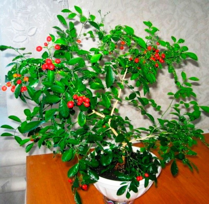 frutas de murayi