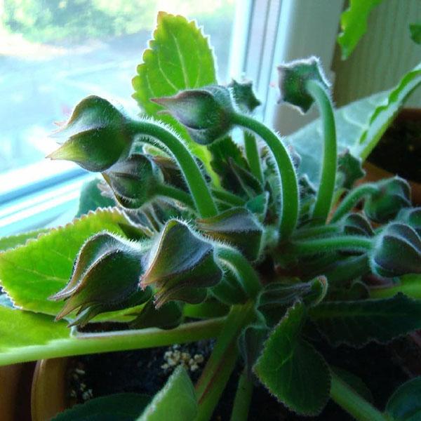 bourgeons de gloxinia Yesenia