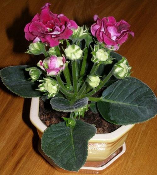 ramo de flores de gloxinia
