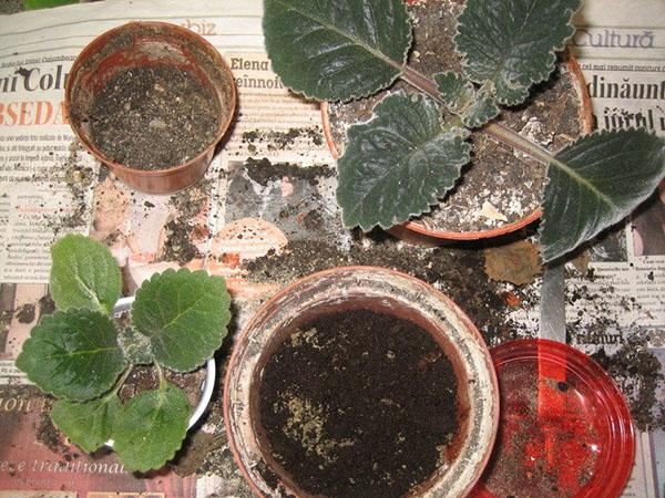 despertar gloxinia