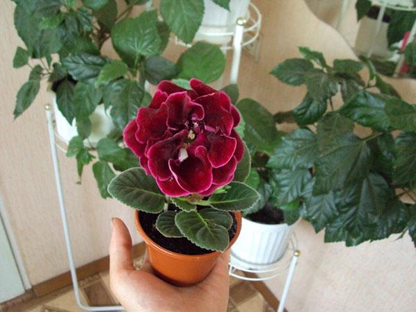 condiciones de mantenimiento de gloxinia