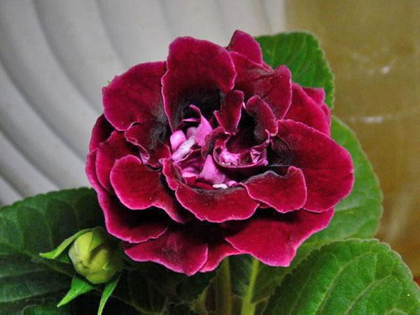 flor brillante