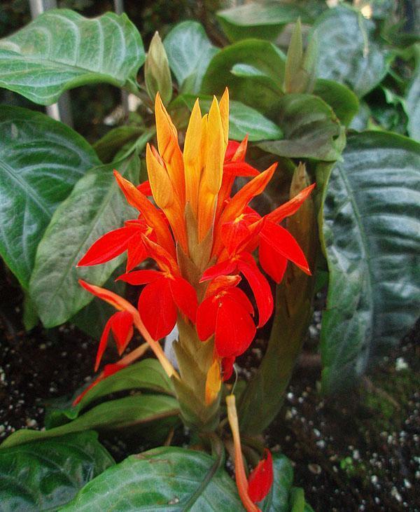 Afelandra naranja