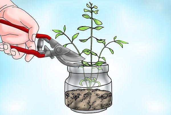 élagage bacopa
