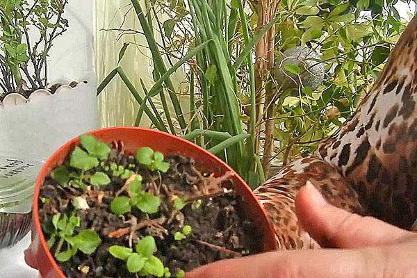 sacamos la bacopa para el invierno