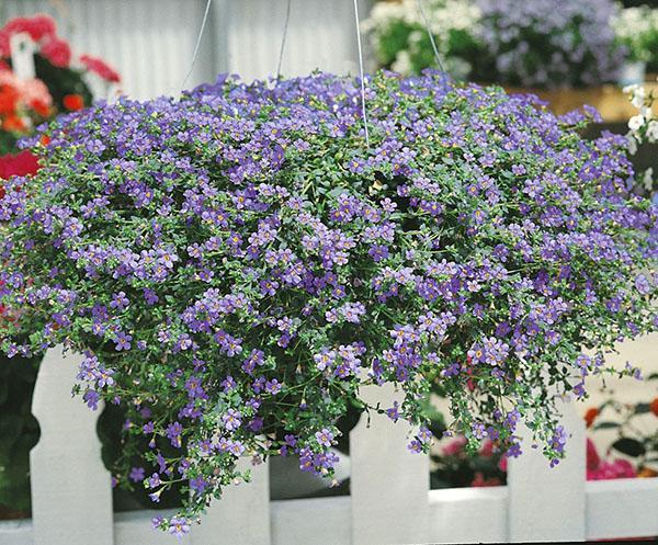bacopa ampeleux