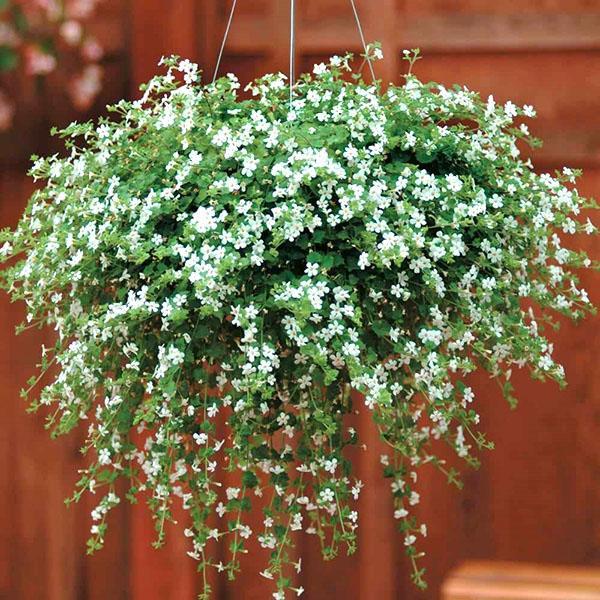 Bacopa Snowtopie
