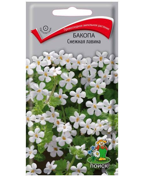 Bacopa avalanche de neige