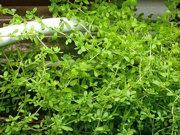 Bacopa Monier