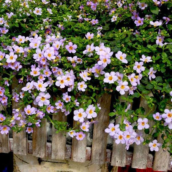 bacopa en pleine croissance