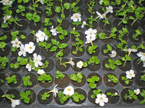 pousses de bacopa