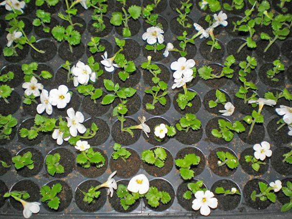 brotes de bacopa