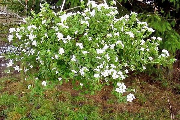 Plantación y cuidado de Bacopa