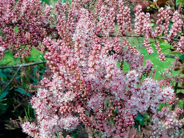 floraison luxuriante