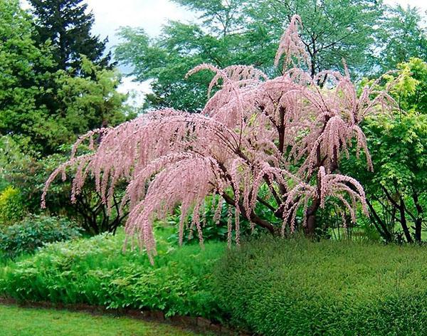 tamarix parmi d'autres arbustes