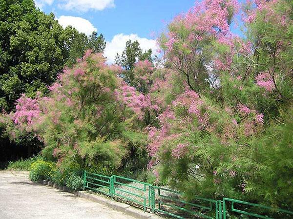 haie de tamarix