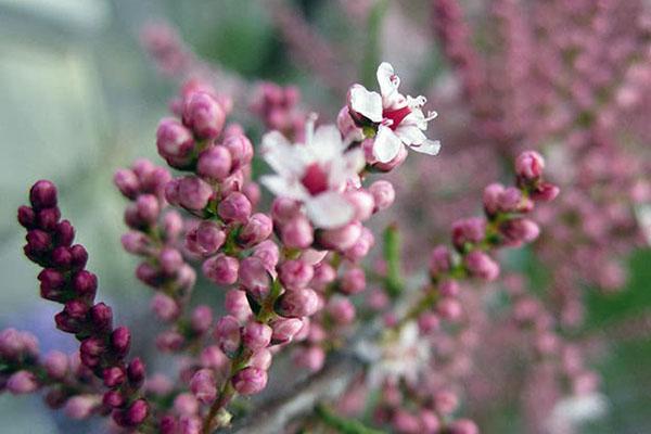 flores de tamarix