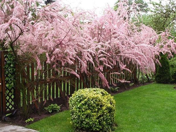 tamarix le long de la clôture