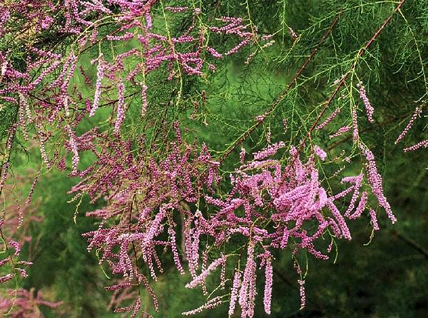 tamarix gracieux